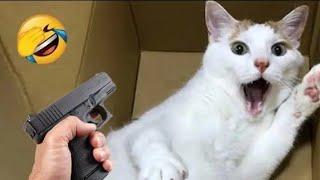 Funny Crazy Cats  videos||Try not yo laugh impossible challenge