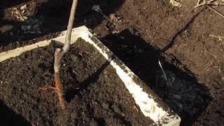 Planting Plum Trees in Raised Beds