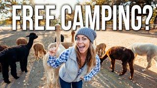 CAMPING FOR FREE WITH ALPACAS - Oregon!