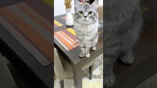 What is he saying?! comment  #youtubeshorts #cats4ever #catlover #foryou #kitten #cats4life