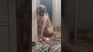 Never touch a kangals bone...
