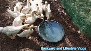 Backyard duck farming