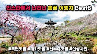 인생사진 찍으러 가는 봄꽃 여행지 Best8! 후회 없는 여행지 저장해두시고 다녀오세요.