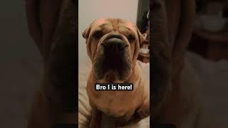 Keen! #shorts #youtubeshorts #animals #bulldog #viral #friends #dog #trend #trending #funny #cute