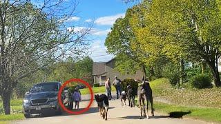 4 STRONG Dog Saves Little Girl from a Man Climbing a Garden Wall at the Last Moment