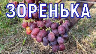 Виноград ЗОРЕНЬКА 18.08.2024