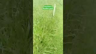 Brazilian grass in zimbabwe