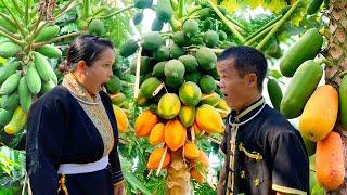 Tangerine and Papaya Harvesting Like a PRO with Dwarf Family Tips!