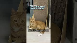 초보집사 필독, 고양이 키울때 이것만 보면 준비끝