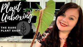 Rare Plant Unboxing - The Rare Plant Shop (US Buyer)