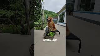 还谁给玖月送菜快点奥  一会儿筐满了你没机会了#配音 #pets #萌宠