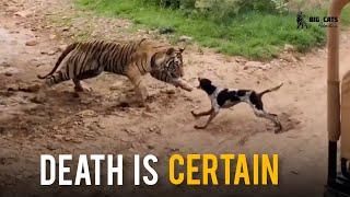 Tiger T120 killed a dog in Ranthambhore national park | Big Cats Adventures