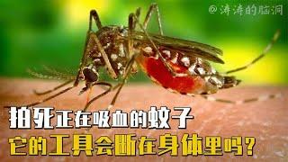 蚊子是如吸血的？将正在吸血的蚊子拍死，它的口器会断在肉里吗