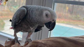 A few minutes with Symon the African Grey Talking Parrot️#africangrey #talkingparrot #birds #pets