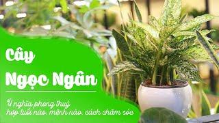 Cây Ngọc Ngân: Ý nghĩa phong thuỷ, hợp tuổi nào, mệnh nào, cách chăm sóc