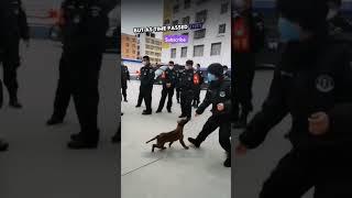 Stray Dog Sneaks Into Police Station #dogsoftiktok #police