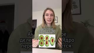 Амитоз #биология #егэ #егэ2024 #биологияегэ #амитоз