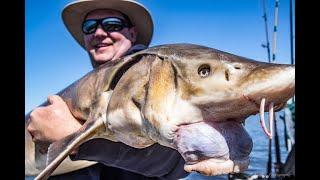 Complete guide to Rainy River Sturgeon Fishing