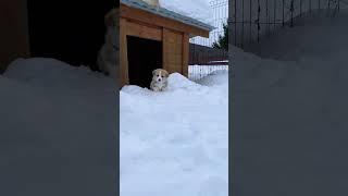 Малыш #корги ️. Ждёт… весну 