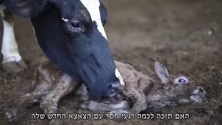 חטיפת תינוק מאמו - עבור חלב