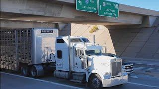 Big Trucks spotted, fire, military, cyber truck spotting, cattle hauler & other large cars, Arizona