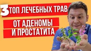 Самые эффективные лечебные травы от аденомы и простатита