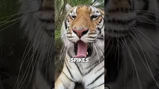 Never let a tiger lick you #shorts #facts #animallife