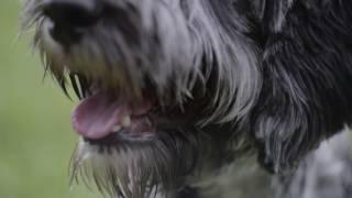 Natural Instinct Raw Dog and Cat Food UK