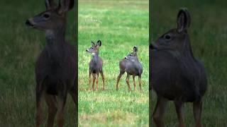 Young deer in Springhouse, BC.