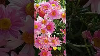 Pink daisies enjoy the spring breeze  #explore #enjoy #nature #foryou #lovenaturephotography