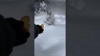 ЗУСТРІЧ ІЗ ЗАЙЦЕМ #animals
