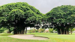 Lush Green Miami 4K morning Walk w Sharkmama - Coral Gables Granada Golf Course, Merrick Park