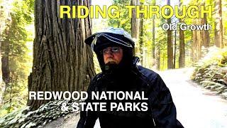 Jedediah Smith Campground ~Redwood National Park~ Camping in California |ROYAL ENFIELD HIMALAYAN|