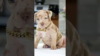 #pitbull #dog #edit #americanbully #video #viral #puppy #dogbreed #trending #shorts #shortvideo