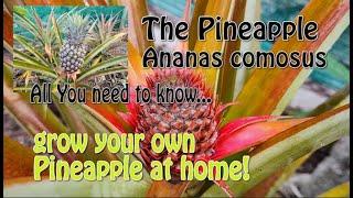 The Pineapple. Understanding the pineapple. Grow your own pineapple