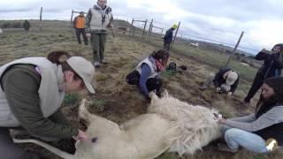 Wildlife Veterinary Course & Practical Experience | Wild Spirit 2015