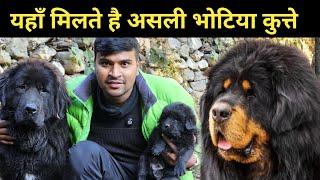 यहाँ मिलते है असली भोटिया कुत्ते || bhotia dog || bhutia dog