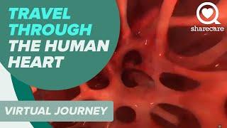 Travel Through the Human Heart Using Virtual Reality