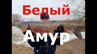 Рыба БЕЛЫЙ АМУР — здоровяк на углях. БУЛЬБА на базарном сале
