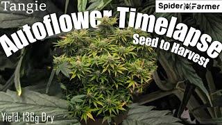 Timelapse - Seed to Harvest 136g Dry -Tangie Autoflower- Spiderfarmer SF4000 kit