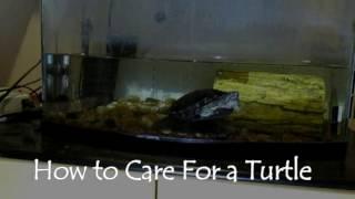 How To Care For A Turtle