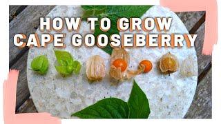 How to grow Cape Gooseberry + Taste test | Perennial fruit | Backyard food forest - Permaculture