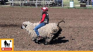 Mutton Bustin'  2023 Caprock Roundup Celebration