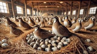 Quail Egg Collection - Process of Raising Quail for Eggs for Business.