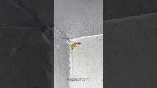 Откуда берутся чешуйницы и как им противостоять