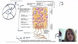 Spermatogenesis