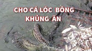 CHO BẦY CÁ LÓC BÔNG KHỦNG ĂN NHÌN ĐÃ MẮT/KVAC