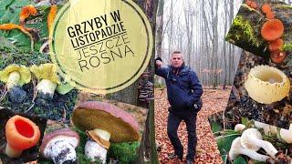 Grzyby w listopadzie - Jeszcze rosną ;)