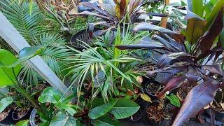 Putting tropical plants in the garage overwinter experiment. Does it work?