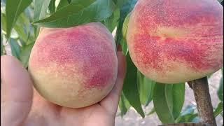 Новинка! Персик Гладіс. Peach Gladis. Дуже пізній, білом'ясий сорт! Відео від Максі Сад